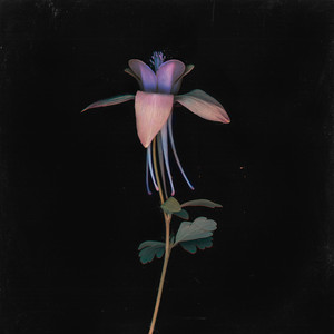 性感美女被大鸡巴日逼
