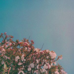 性感美女被大鸡巴日逼
